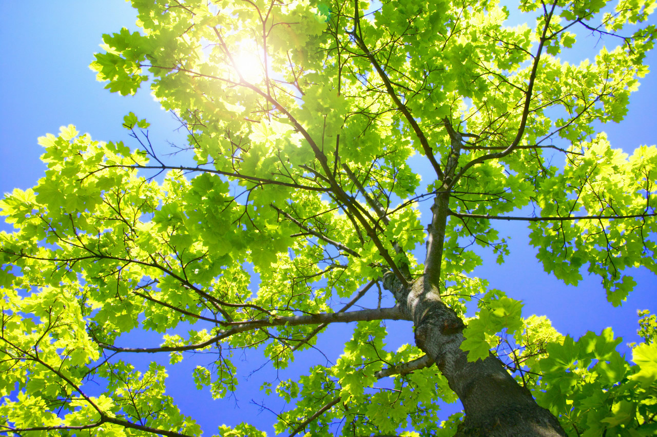 Maple Tree Filtering Sunlight